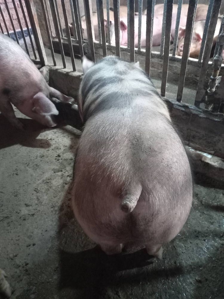 Продам свиней живою вагою 70грн