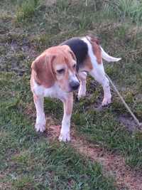 Beagle - sunia z charakterem