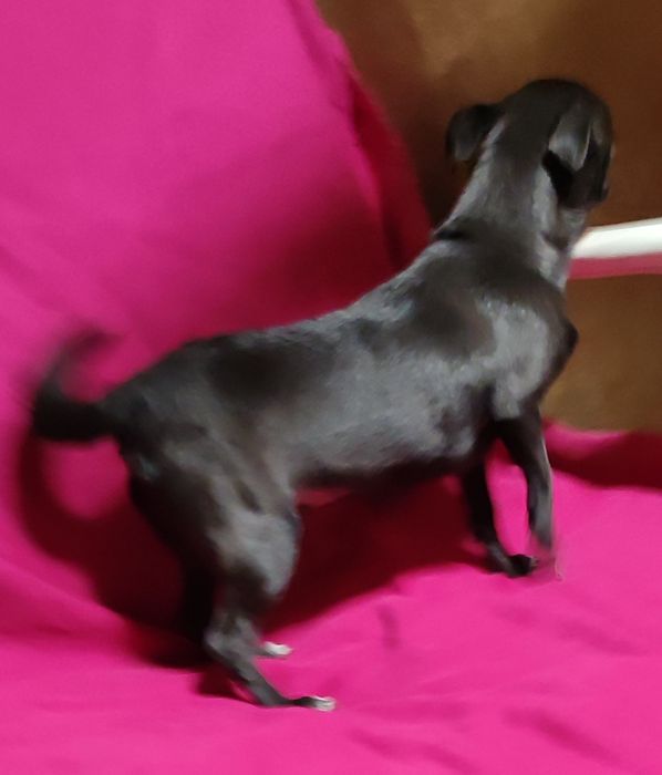 Чихуахуа девочка