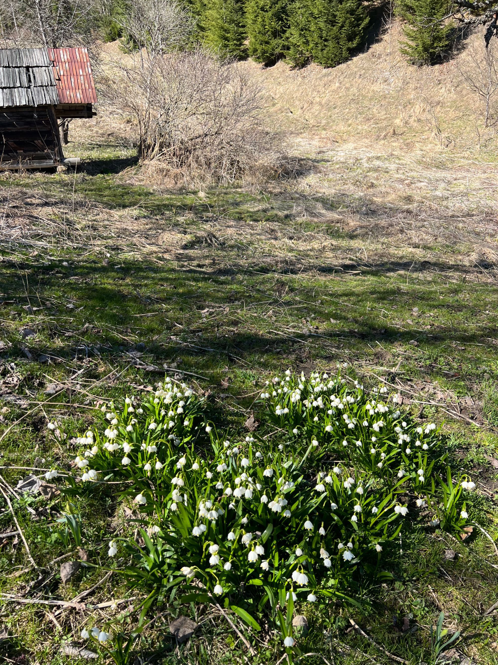 Земельна ділянка