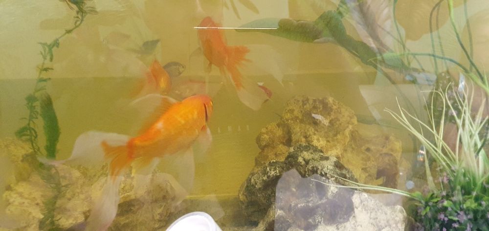 Рыбка золотая комета 15 см./обмен