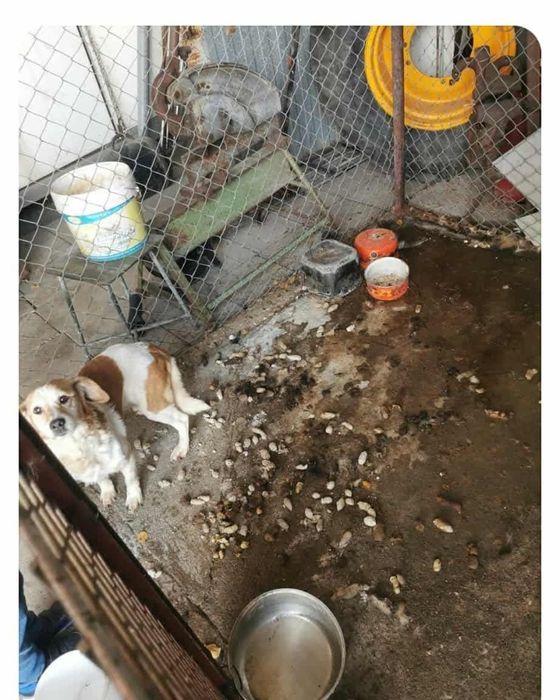 SOFI sunia spragniona szczęścia