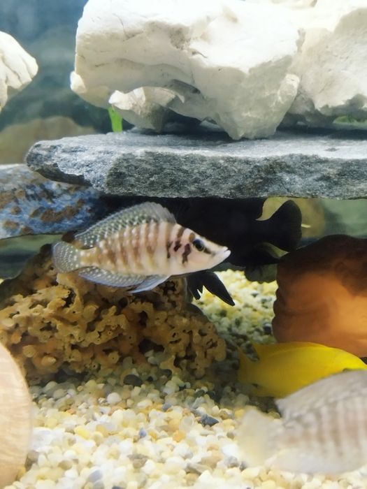 Altolamprologus calvus white tanganika
