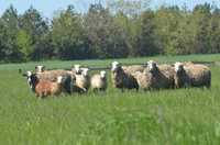 Продам вівць на мясо, розведення (ціна договірна)