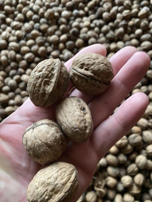 Продам Грецький горіх та фундук