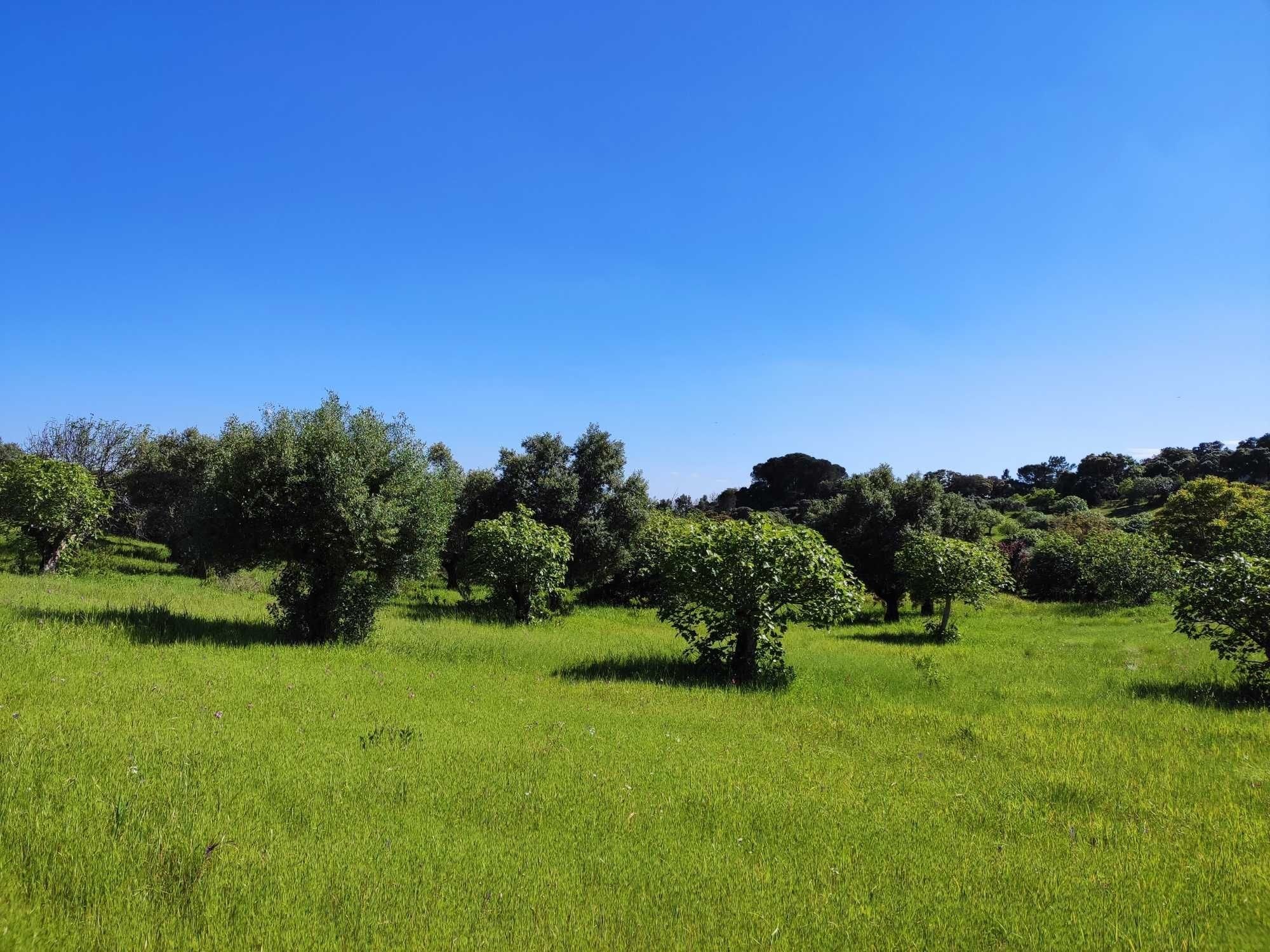 Terreno rústico, 7800m2 - Disfrute da natureza em Torres Novas!