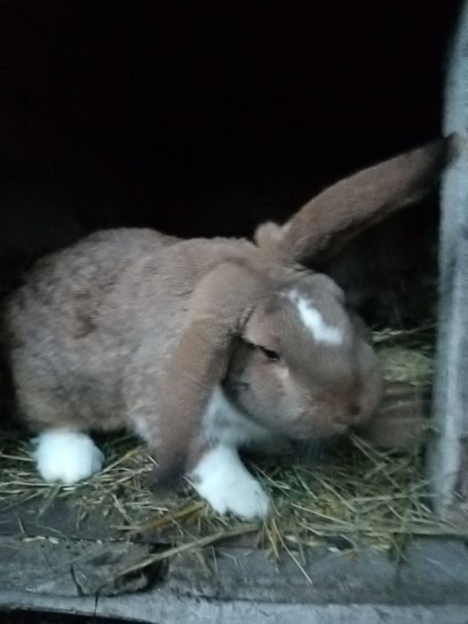 Króliki mieszańce nowozelandzki czerwony x baran francuski