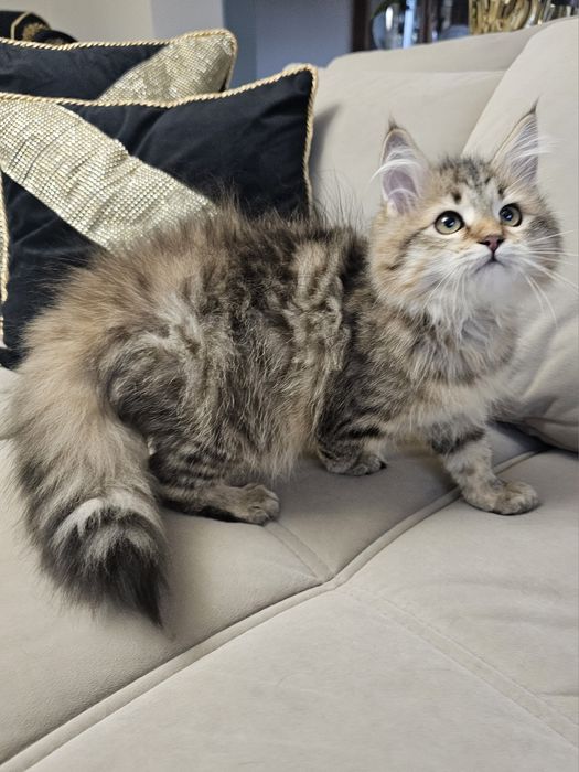 Piękna Kotka syberyjska