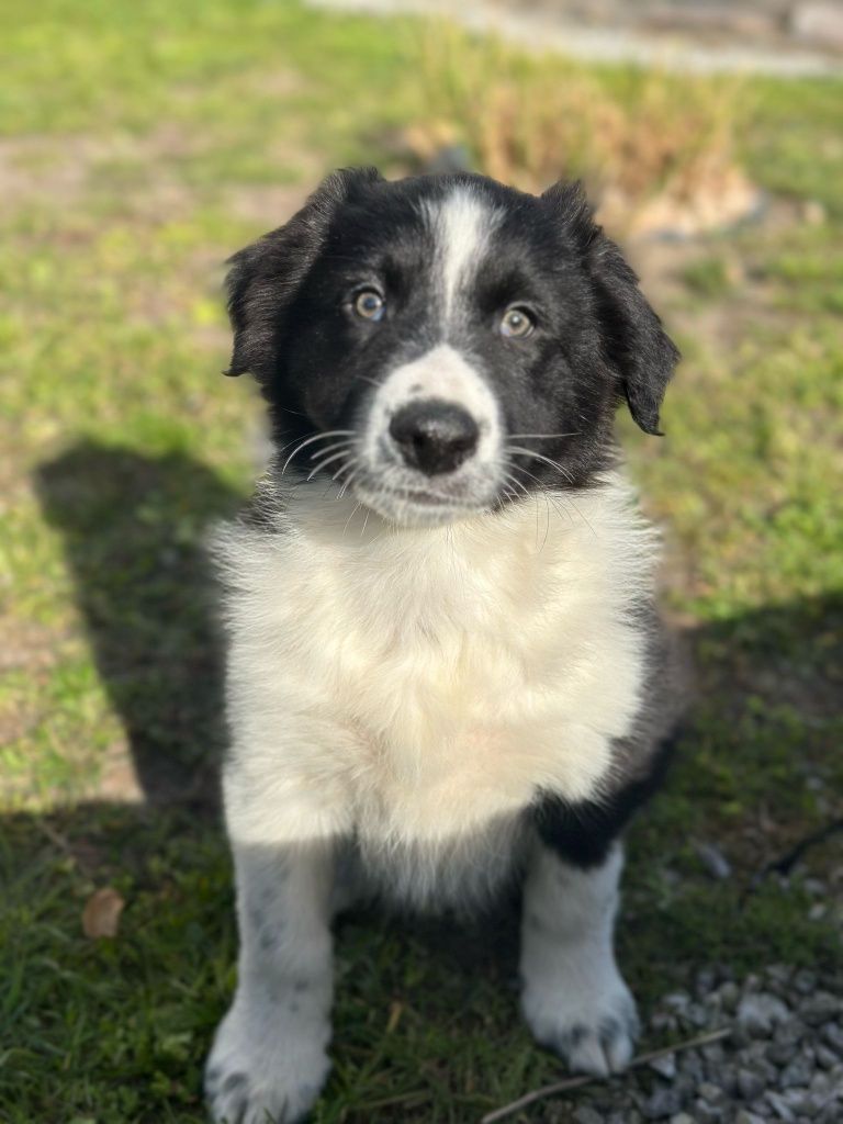 Piesek Border Collie czarnobiały
