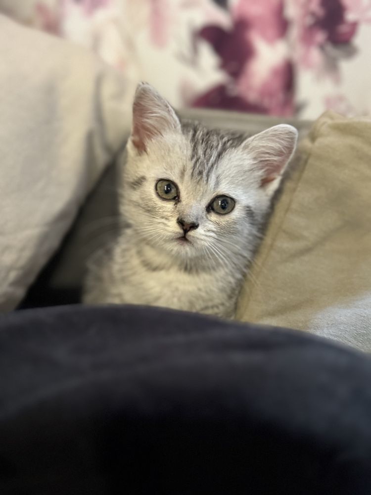 Кошенята шотландські Скотіш страйт