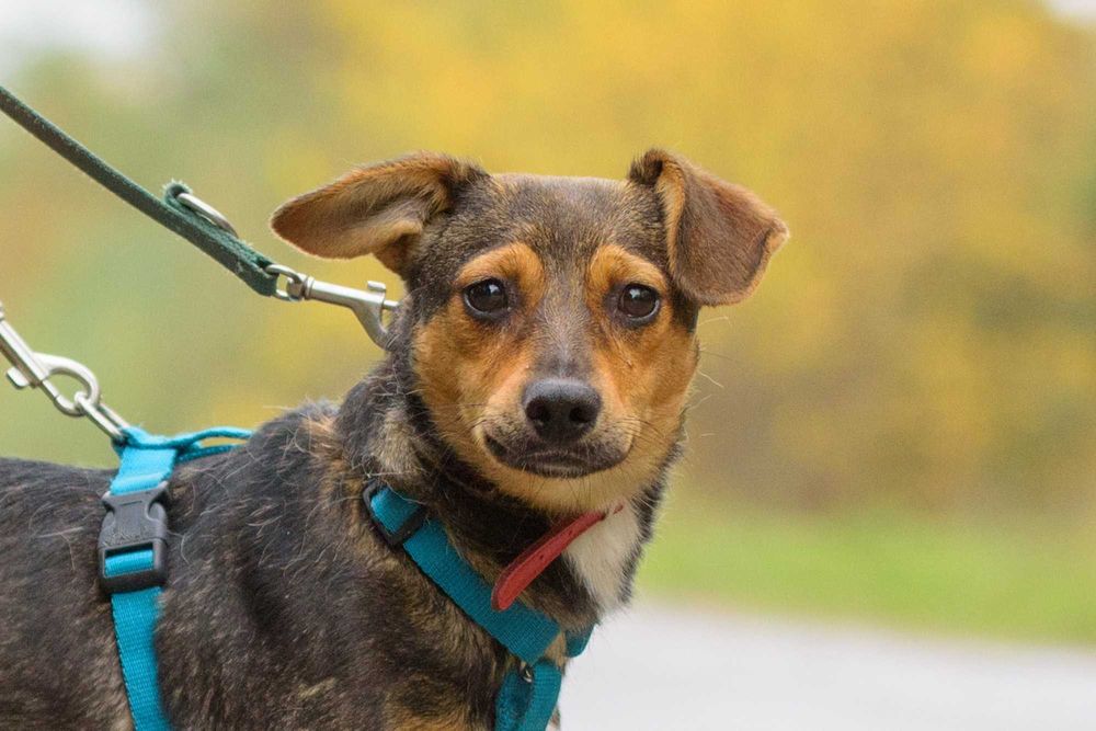 VIKSI - radosna młodzinka marznie w schronisku, szczeniak ok. 8 mcy