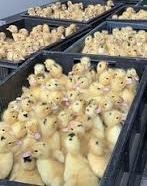 Качки Мулард та ін. Доставка по Україні.