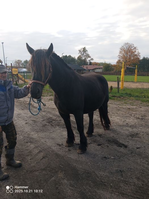 Sprzedam klacz zimnokrwistą , źrebna