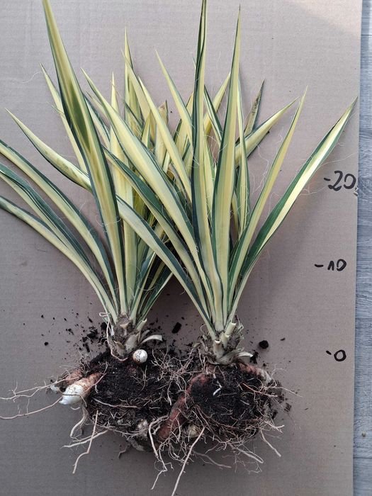 Juka żółta  Color Guard, piękna duża sadzonka!