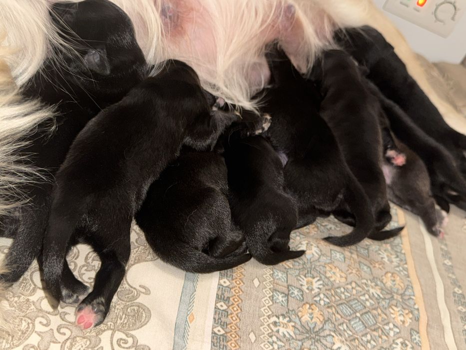 Щенки от золотистого ретривера.