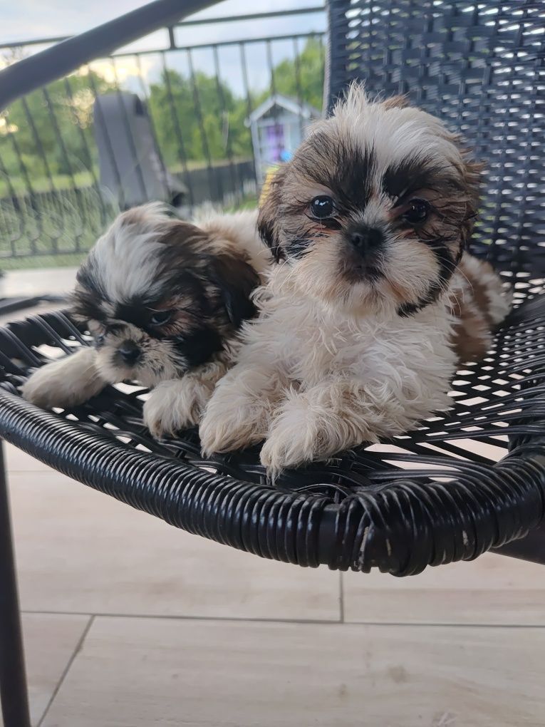 Shih Tzu suczki gotowe do odbioru