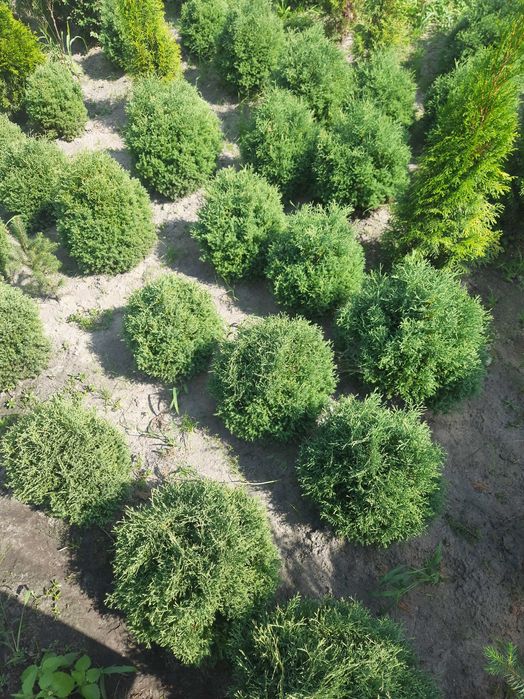 Самшит. Накладний платіж. Найкращі ціни Вічнозелені рослини