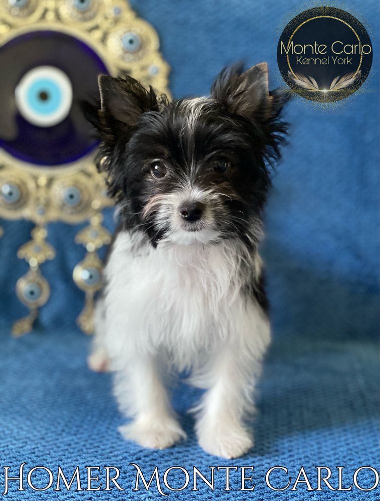 Black & White Yorkshire Terrier York Biewer Piesek HOMER