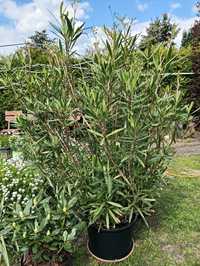 Oleander - bardzo duży