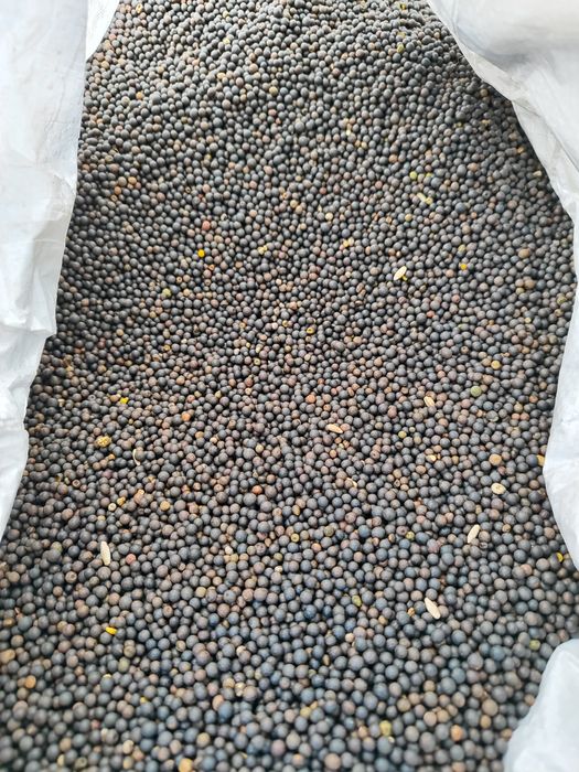 Wyka ozima  zbiór 2024