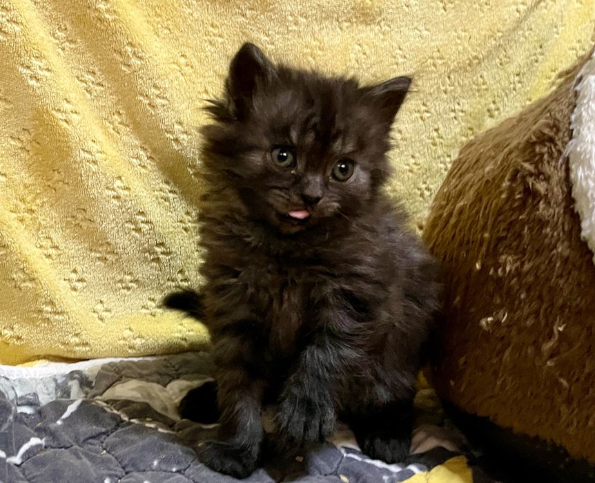 Маленька пухнаста киця шукає друга