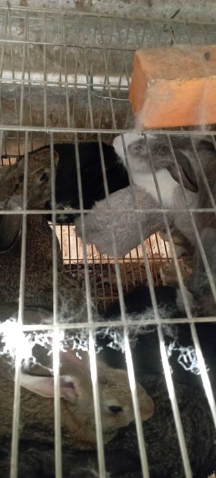 Coelhos para venda