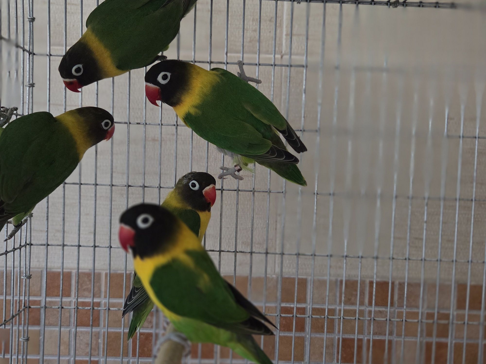 Agapornis Fischeris e Personatus