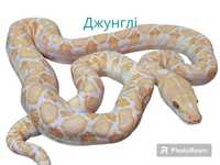 Сетчатый питон (Python reticulatus)