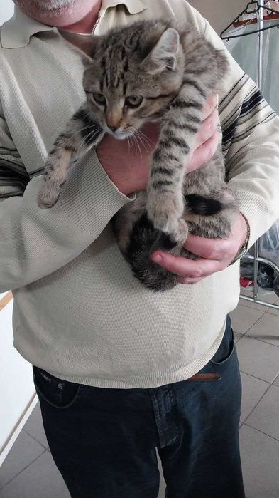Одам в хорошие руки котят