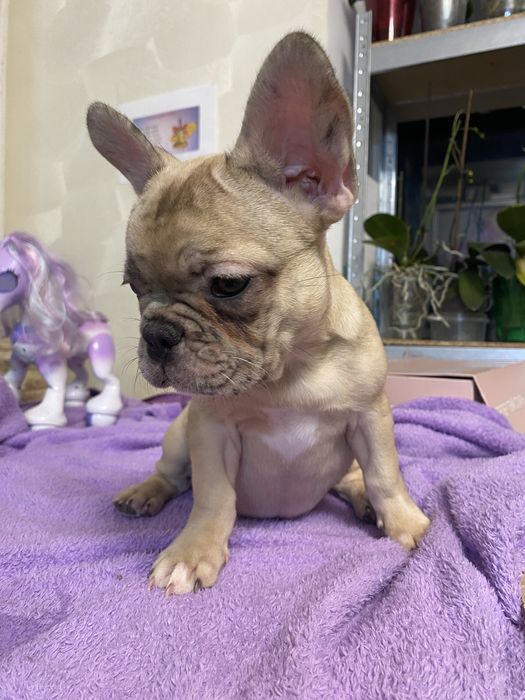 Дівчинка французький бульдог