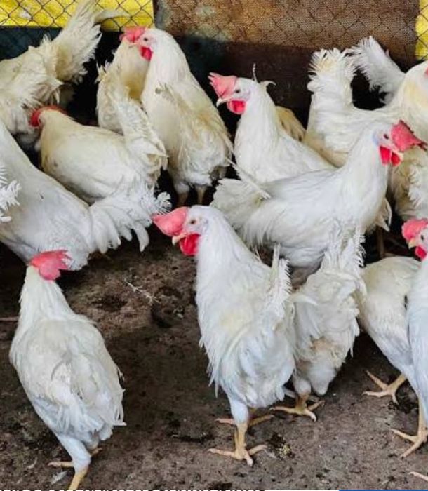 продам кури несучки