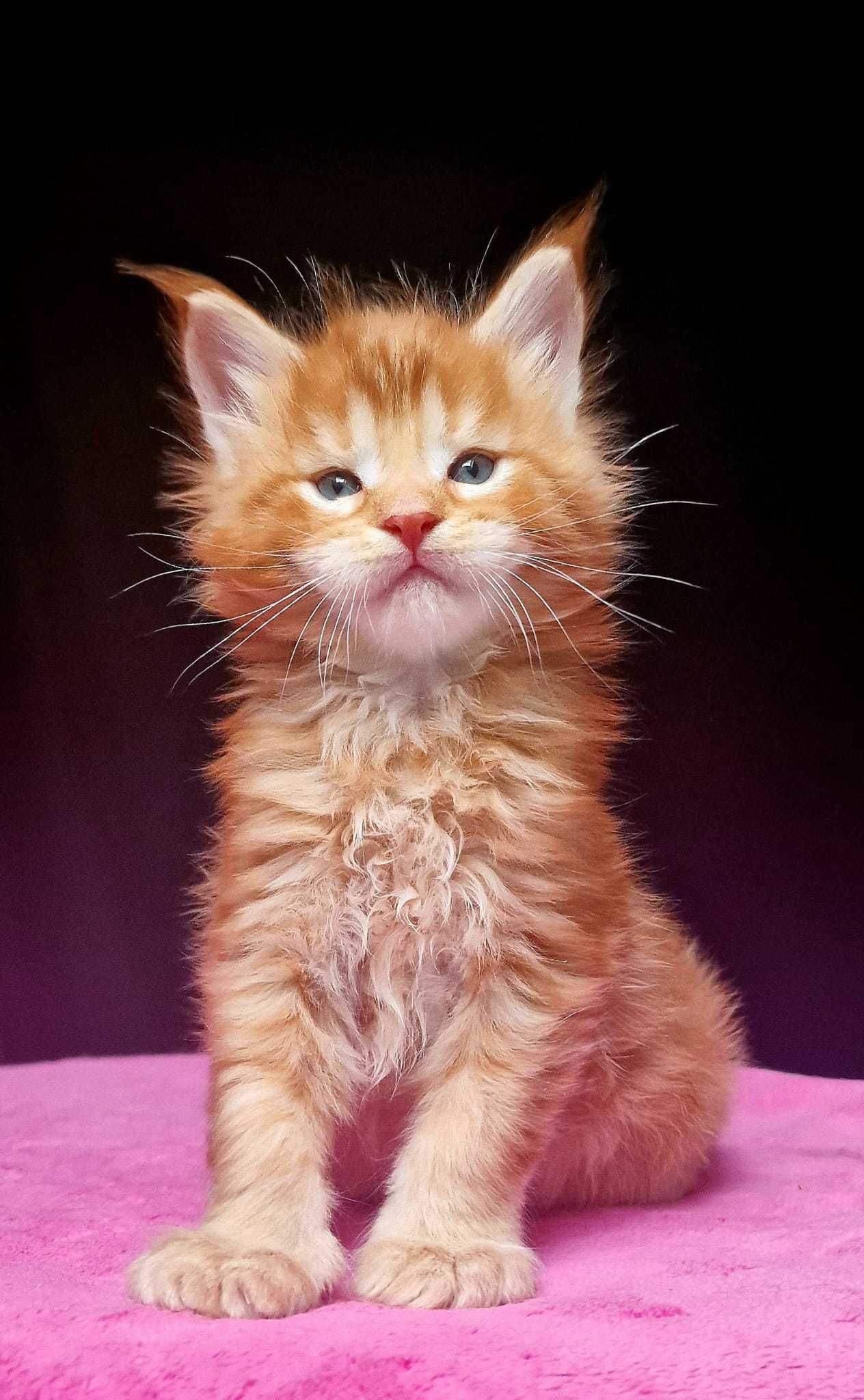 Maine coon piękny rudy kocurek