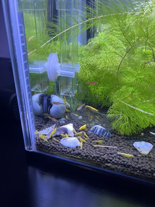 neocaridinas Yellow Golden Back
