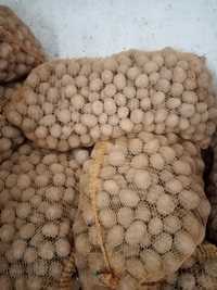 Ziemniaki Soraya wielkości