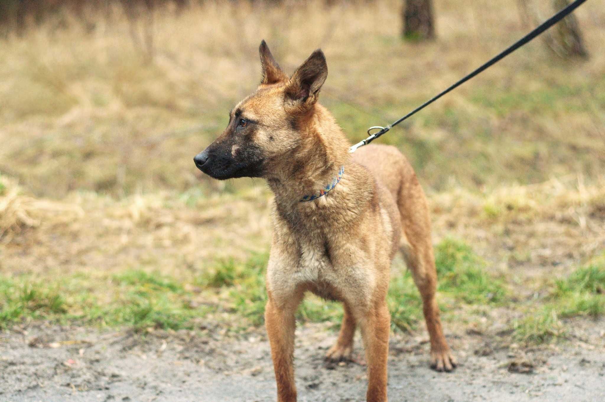 HOLLA - łagodna i uległa sunia w typie Owczarka belgijskiego Malinois