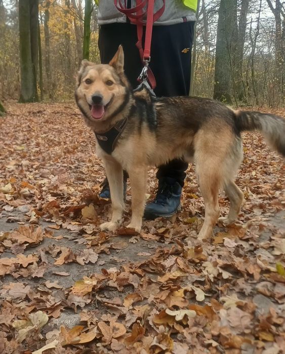 Jogi uroczy psiak szuka domu