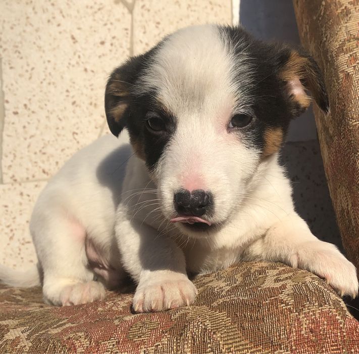 Джек расаел тер‘єр