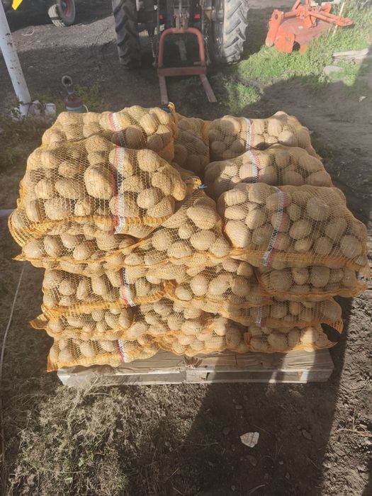 Ziemniaki jadalne Jurek