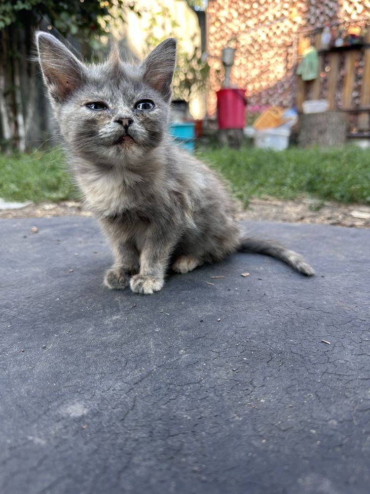 Маленькие котята