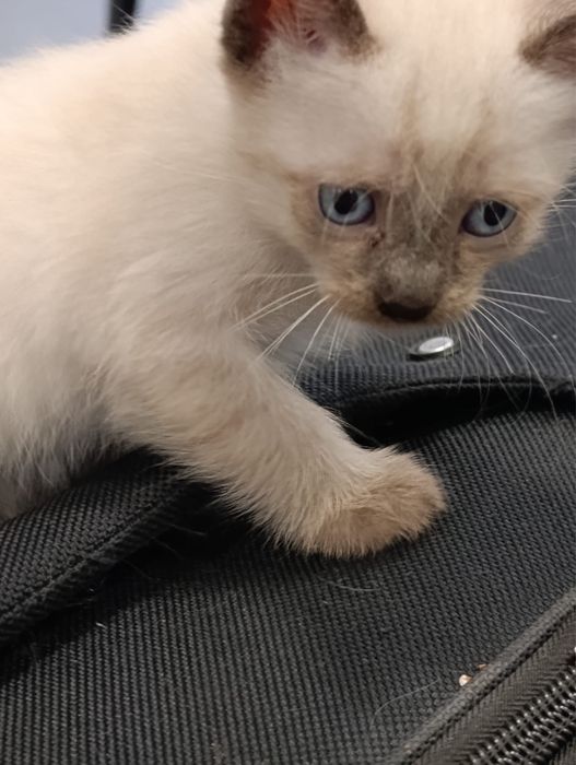 Gatos para doaçao