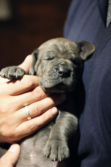 Piękne blekitne szczeniaczki rady Dog Niemiecki Rodowod FCI