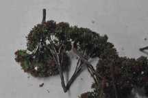 Set de Árvores HO