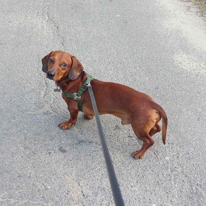 Мальчик такса ищет невесту