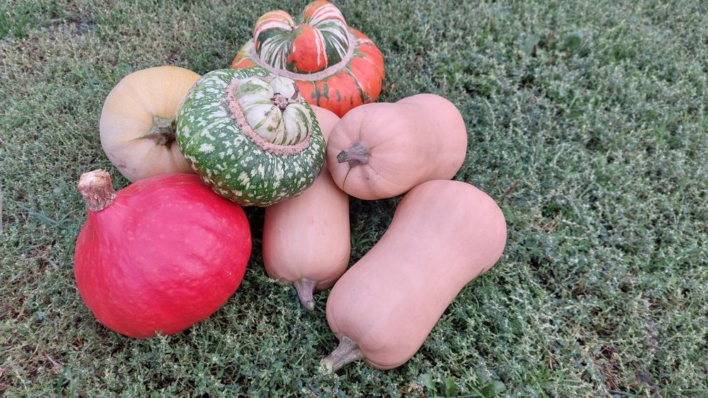 Dynia piżmowa, hokkaido, rouge vif d'etampes, marina