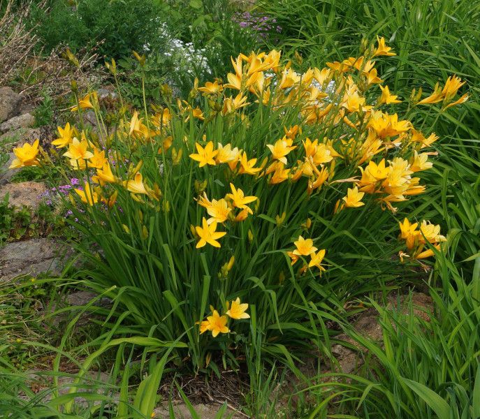 MINI LILIOWIEC Hemerocallis minor - sadzonki w doniczkach