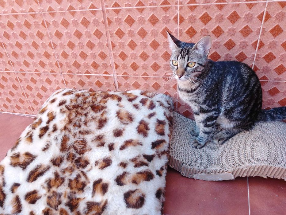 Gatos para doacao