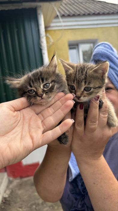 Кошенята 2 дівчинки