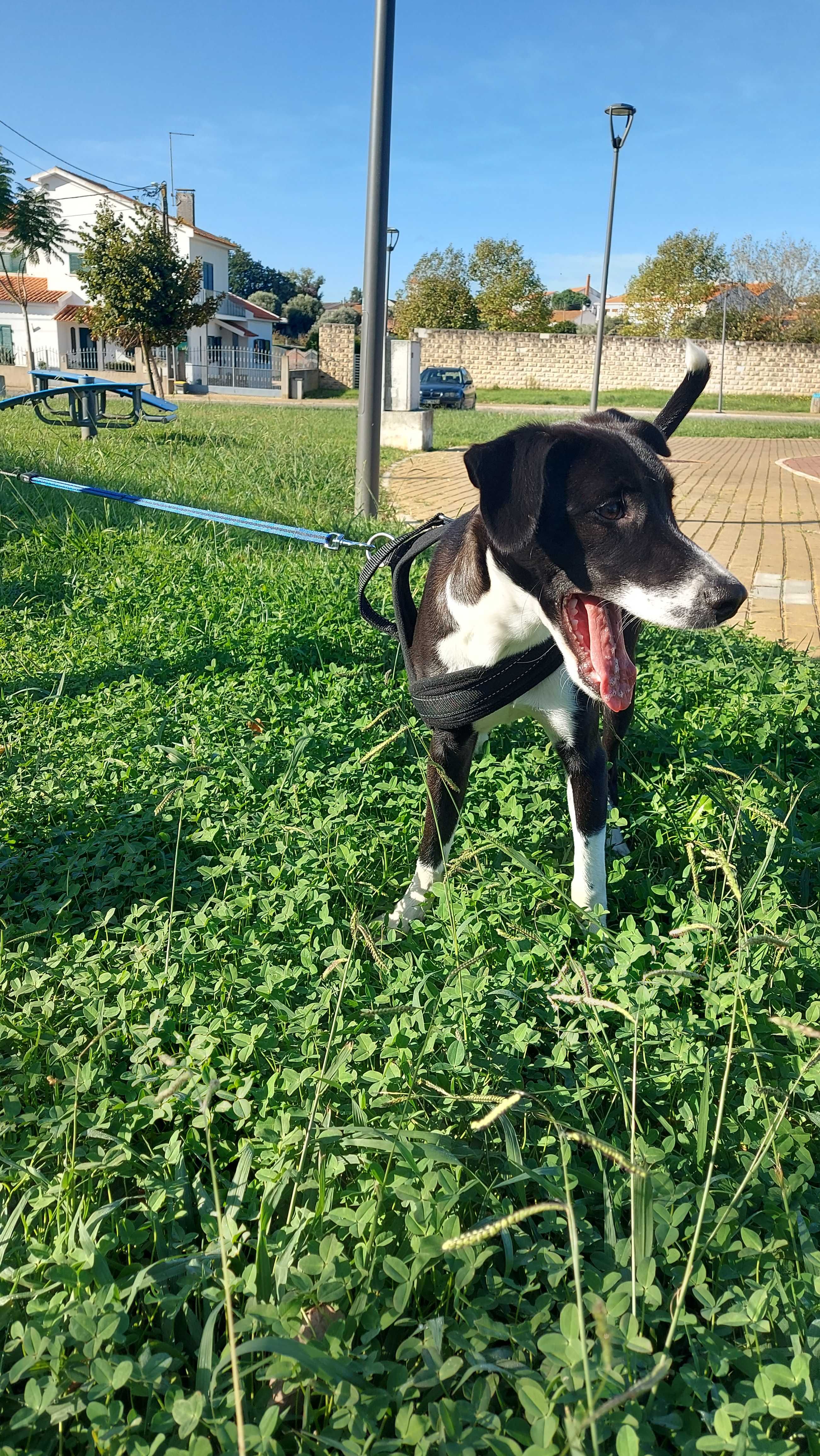 Cachorro para adoção