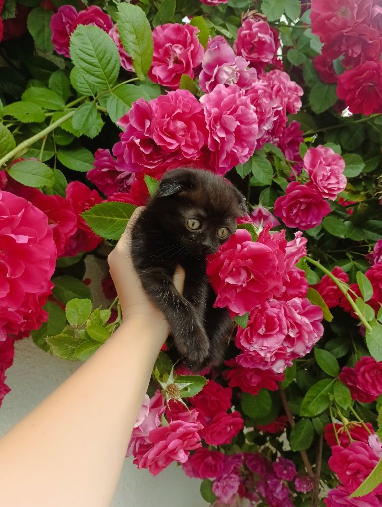 Безкоштовно кошенята