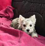 Piesek Yorkshire terrier